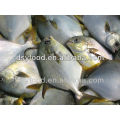 FROZEN GOLDEN POMFRET POMPANO FISH WHOLE ROUND IQF IWP